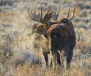 The Dance Continues. Photo by Dave Bell.