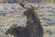 Mount Up. Photo by Dave Bell.