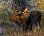 King. Photo by Dave Bell.