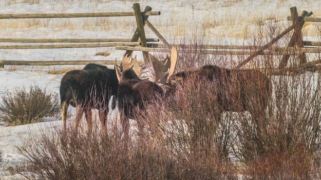 Lots Of Bull. Photo by Dave Bell.