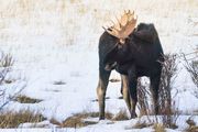 Mr. Moose. Photo by Dave Bell.