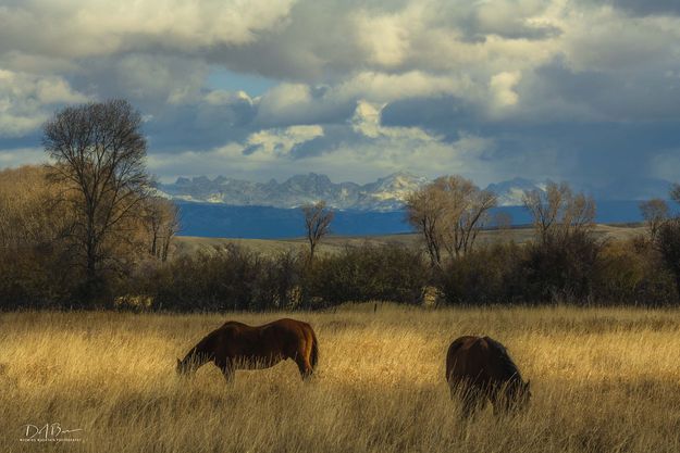 Horses Working Hard. Photo by Dave Bell.