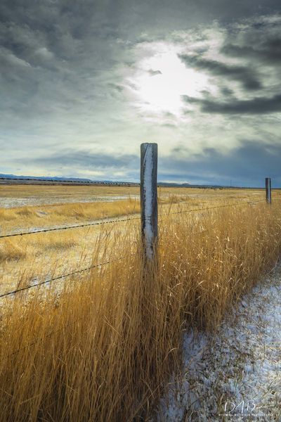 Fenceline. Photo by Dave Bell.