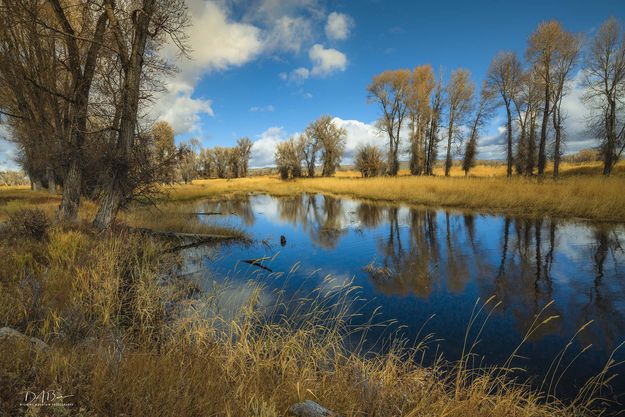 Pond Tranquility. Photo by Dave Bell.