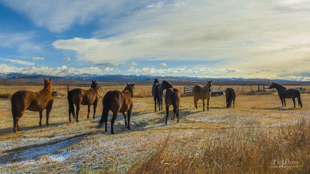 Bonnie's Horses. Photo by Dave Bell.