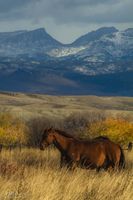 Horseing Around. Photo by Dave Bell.