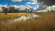 Golden Grasses. Photo by Dave Bell.