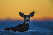 Beautiful Sunset Muley. Photo by Dave Bell.