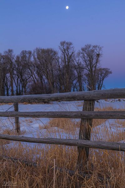 Cold Morning. Photo by Dave Bell.