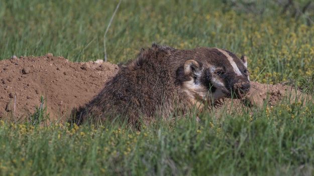 A Look Only A Mother Can Love. Photo by Dave Bell.