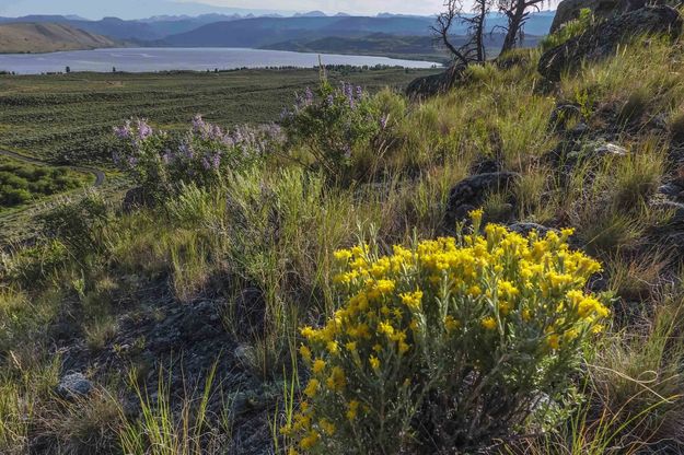 Flowers And Fremont. Photo by Dave Bell.