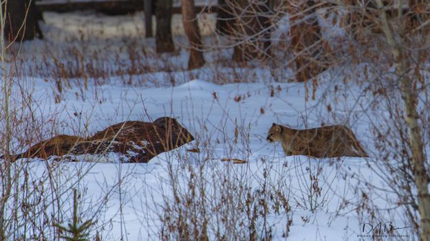 Approaching The Carcass. Photo by Dave Bell.
