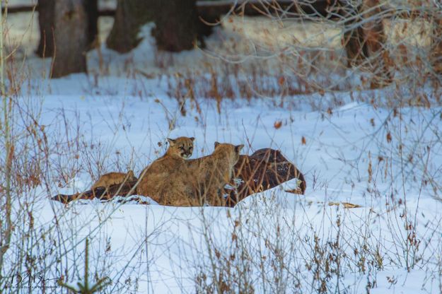 Three Kits. Photo by Dave Bell.