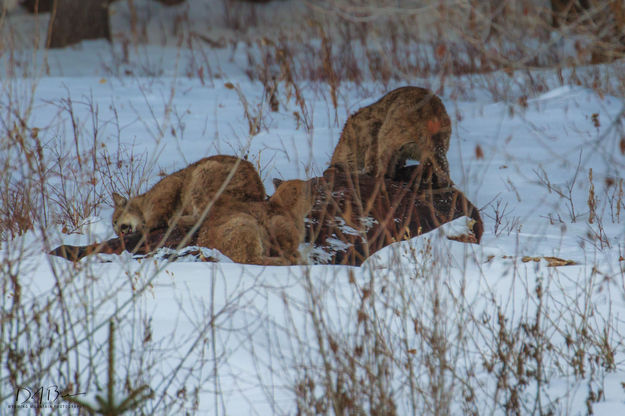 All Over It. Photo by Dave Bell.