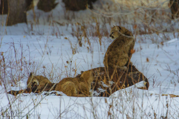 Keeping Watch. Photo by Dave Bell.