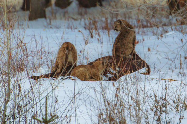 Annoyed--Maybe Just A Bit. Photo by Dave Bell.