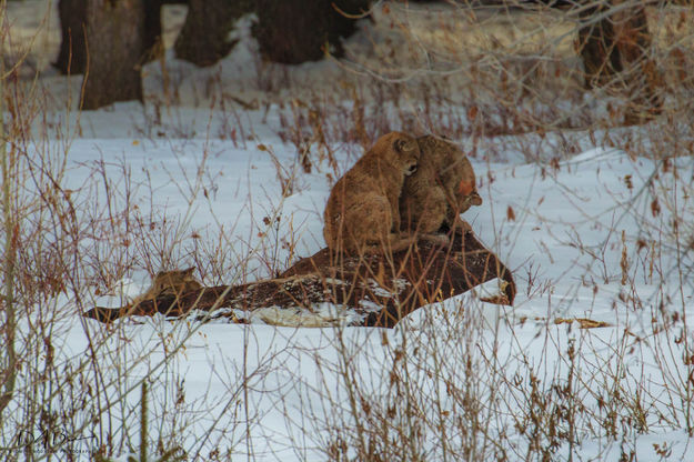 Counting On Big Brother. Photo by Dave Bell.