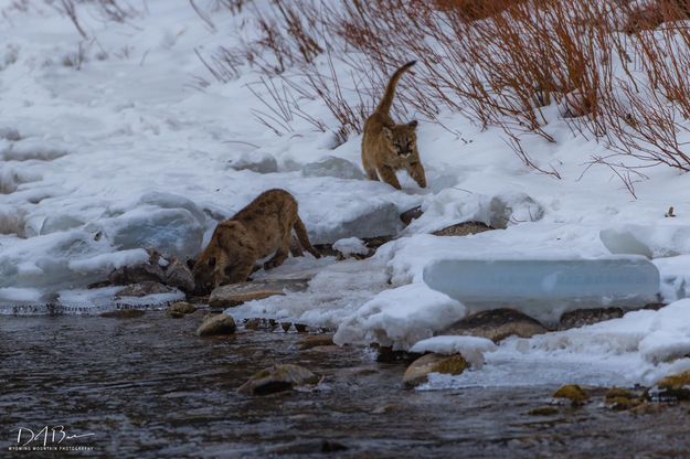 Wait For Me!. Photo by Dave Bell.