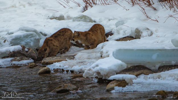 Nothing Like A Long Cold Drink. Photo by Dave Bell.