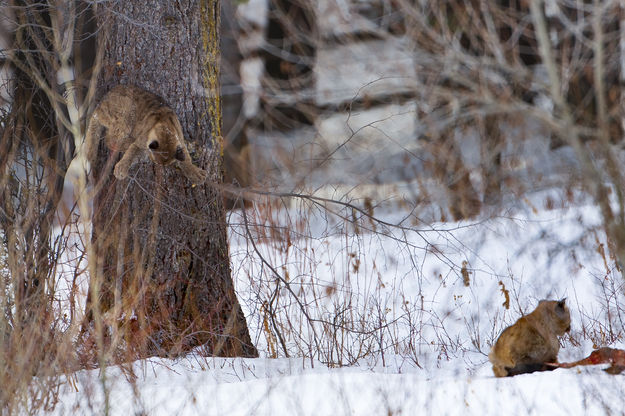 I Am Very Cool.  I Am In A Tree.. Photo by Dave Bell.