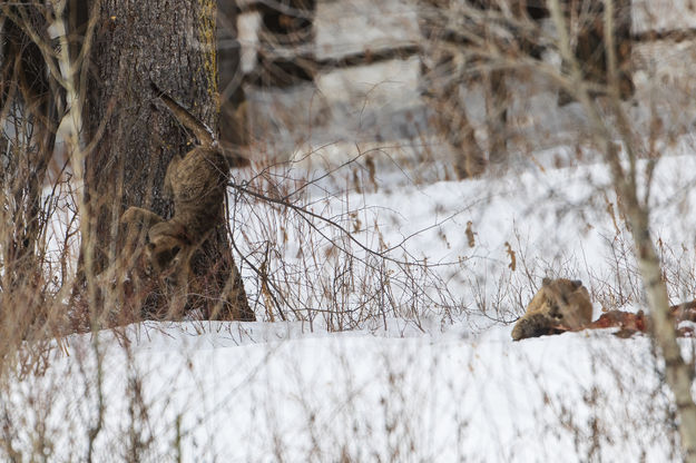 I'm Cool.  Think Anyone Saw Me.  Hope Not.. Photo by Dave Bell.