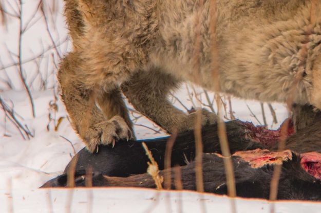 Kitten Claws--Back Leg. Photo by Dave Bell.