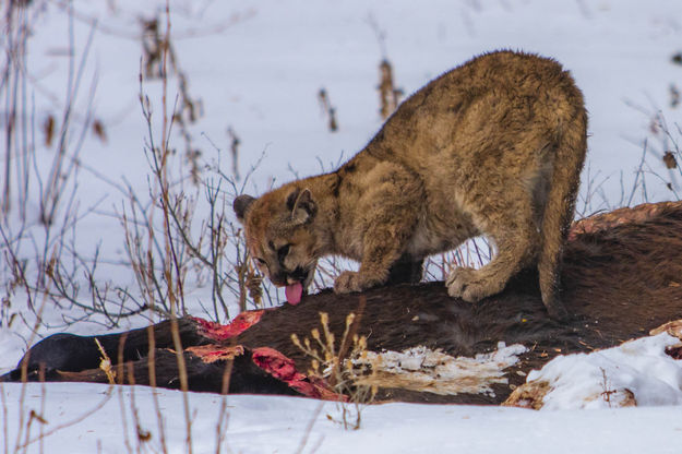 Kitten Licker. Photo by Dave Bell.