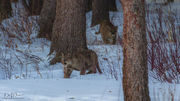 Dinner Time. Photo by Dave Bell.