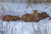 The Lookout Scout. Photo by Dave Bell.