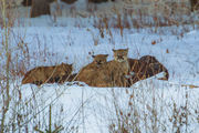 Motherless Siblings. Photo by Dave Bell.