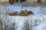 All Three. Photo by Dave Bell.