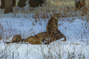 King Of The Carcass. Photo by Dave Bell.