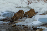 Waiting Impatiently. Photo by Dave Bell.