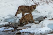 Cats At The River. Photo by Dave Bell.