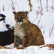 Kitty Prrrr..... Photo by Dave Bell.