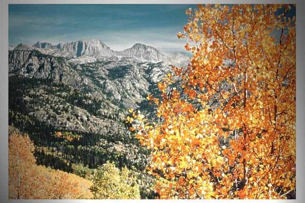 Aspens in front of Fremont Peak. Photo by Dave Bell.