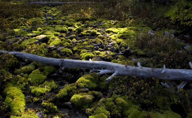 Mossy Rocks. Photo by Dave Bell.