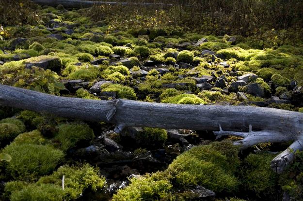 Mossy Rocks. Photo by Dave Bell.