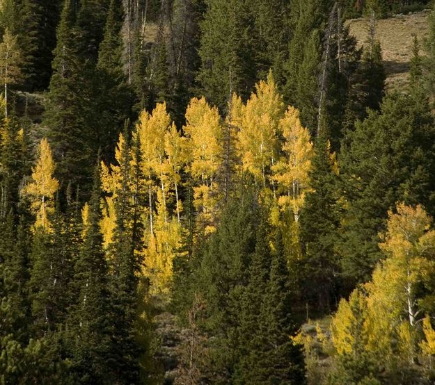 Golden Leaves. Photo by Dave Bell.