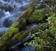 Mossy Logs. Photo by Dave Bell.