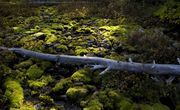 Mossy Rocks. Photo by Dave Bell.