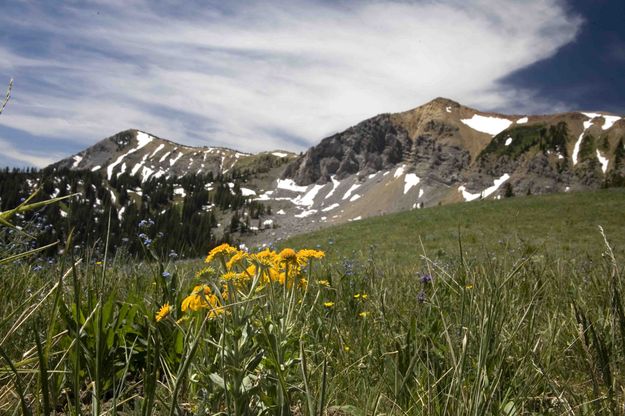 Golden Yarrow. Photo by Dave Bell.