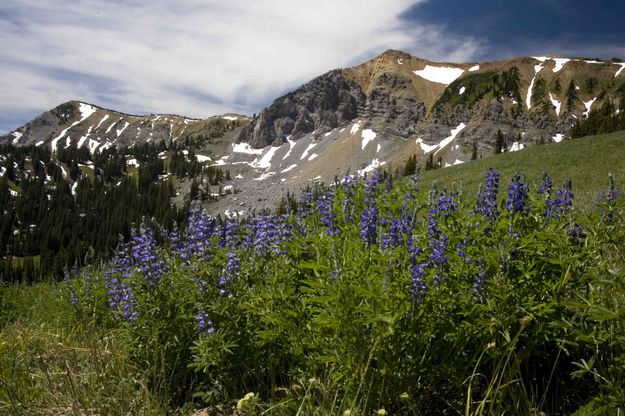 Lupine and McDougal. Photo by Dave Bell.