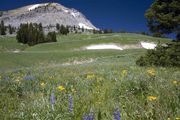 Beautiful Meadows. Photo by Dave Bell.