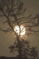 Super Moon Gnarly Snag Silhouette. Photo by Dave Bell.