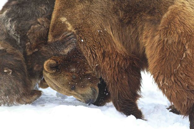 Friendly Tussle. Photo by Dave Bell.