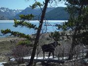 Feeding Moose On Edge of Lake. Photo by Dave Bell.