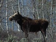 Posing Moose. Photo by Dave Bell.