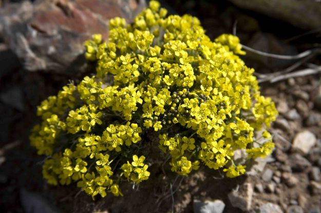 Clump Of Yellow Flowers. Photo by Dave Bell.