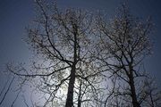 Aspen Budded With Spring Cotton. Photo by Dave Bell.